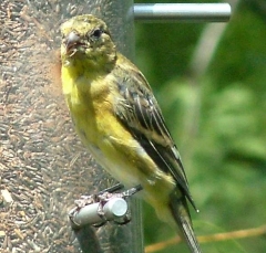 finch1_lg
