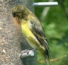 finch2