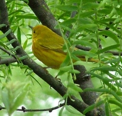 finch3