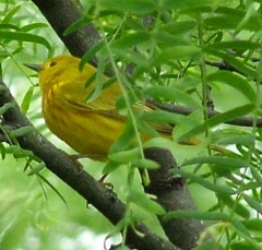 finch4