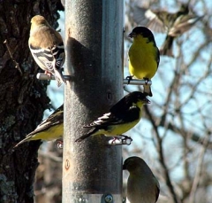 finch5