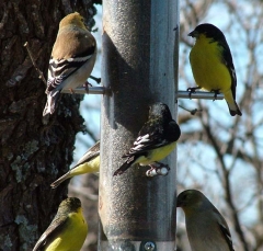 finch6_lg