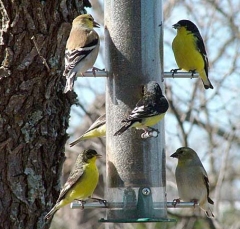 finch7
