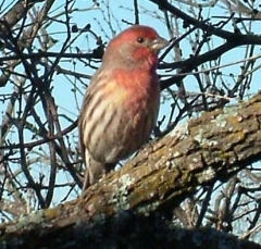 finch8