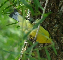 finch9