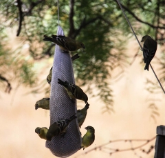 finches2417
