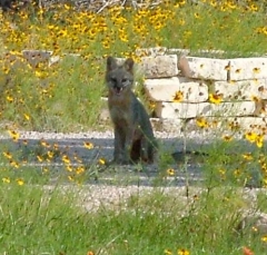 fox1