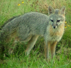 fox10