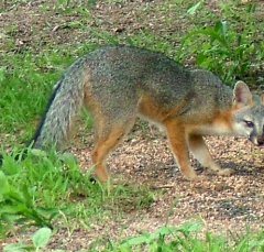 fox14