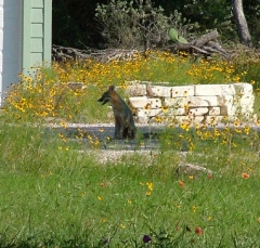 fox2