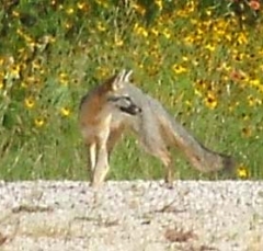 fox3