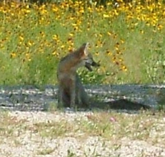 fox4