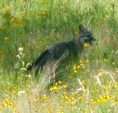 fox5