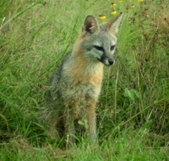 fox6