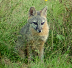 fox7