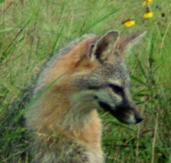 fox8