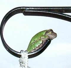 DSCF5523frog2