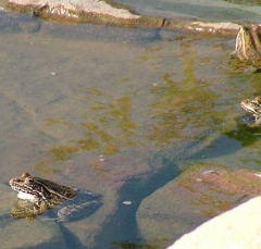DSCF5604frog4
