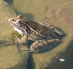 DSCF5605frog5