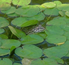 DSCF5609frog6