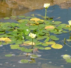DSCF5622frog7