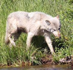 wolf1