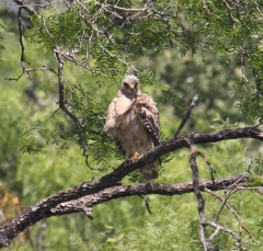 hawk-5287