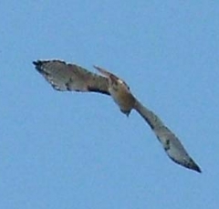 hawk1