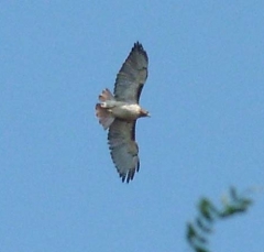 hawk2