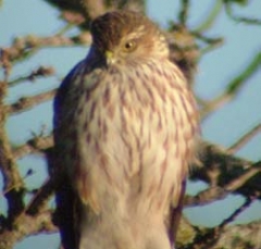 hawk3