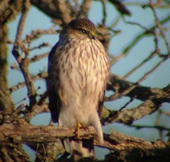 hawk4