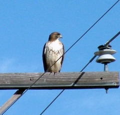 hawk6