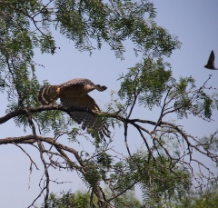 hawk_5296b