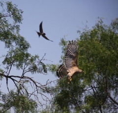 hawk_5298b