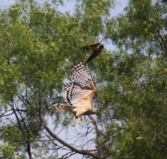hawk_5299b