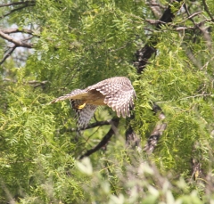 hawk_5301