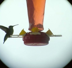 hummer1