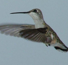 hummer10