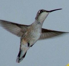 hummer11