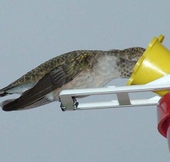 hummer12