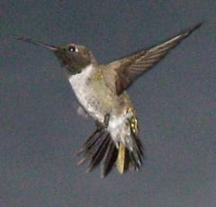 hummer16