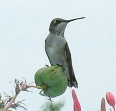 hummer18