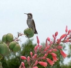 hummer19