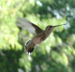 hummer2