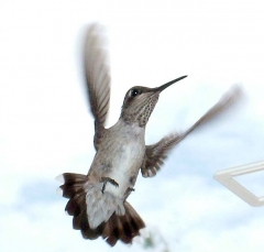 hummer21_lg