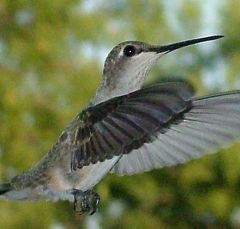 hummer22