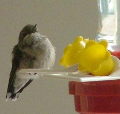 hummer24