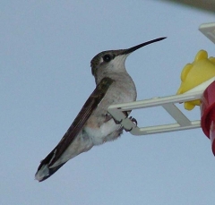 hummer26_lg