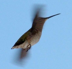 hummer27