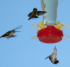 hummer28_lg